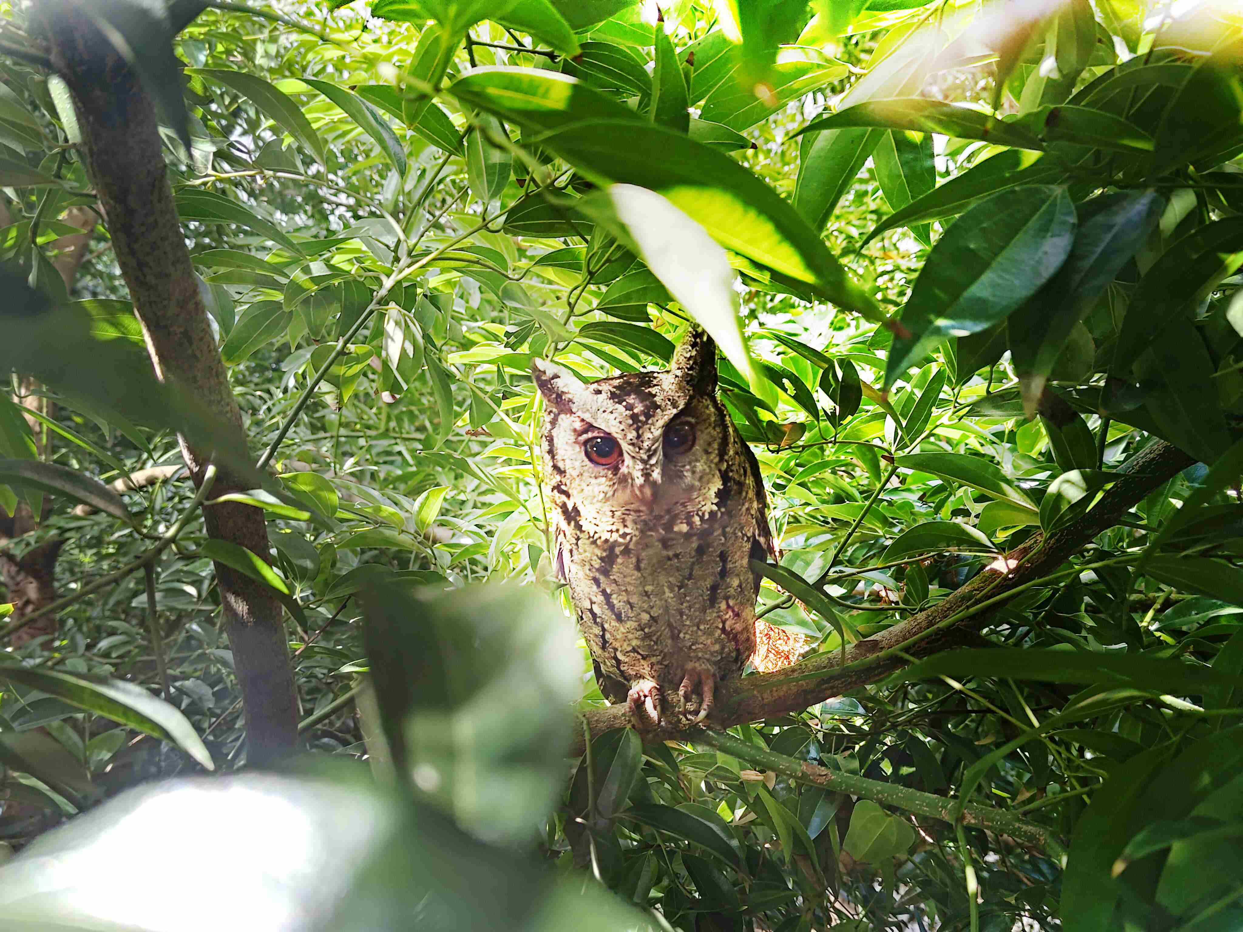 尊龙集团致力提倡净零绿生活，，16年以来在全球各厂区植树逾百万棵，，造就各厂区树木蔚然成林，，，，犹如森林工厂，，，成为许多生物的栖息地